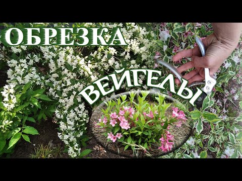 Видео: Обрезка вейгелы.