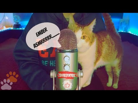 Видео: ASMR ANTISTRESS TRIGGERS | Котик уложит вас спать 😴