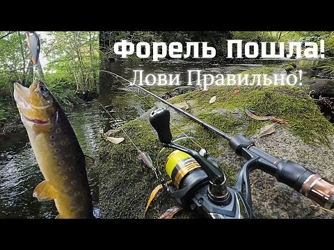 Видео: Открытие сезона Форели 25! Лучшие Приманки, Места и Техника ловли! #спиннинг #рыбалка #форель