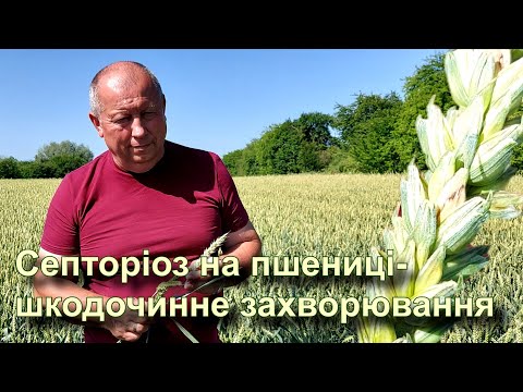 Видео: Септоріоз на пшениці - шкодочинне захворювання.