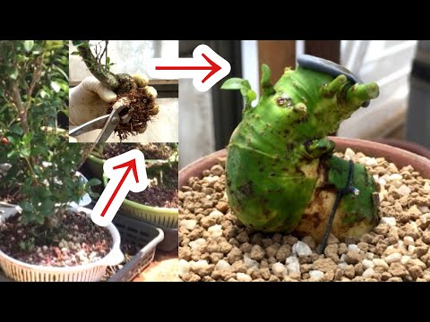 Видео: Трансформация гардении бонсай с гарденией 100 см 4 см, весенняя дезинфекция, стерилизация, Yajimaen