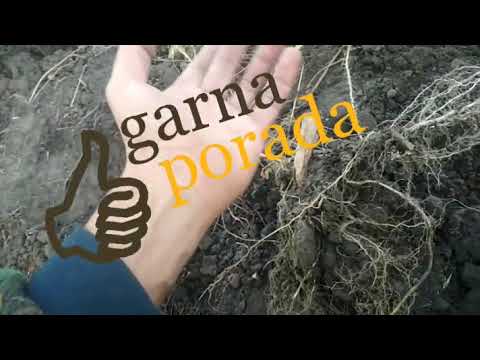 Видео: Почему бурьян (сорняки) на огороде - это хорошо