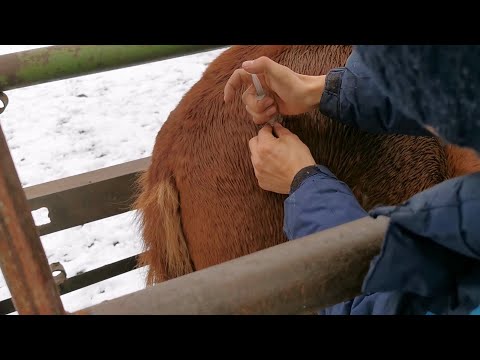 Видео: Первый снег собираем скот, таврируем и прокалываем лошадей