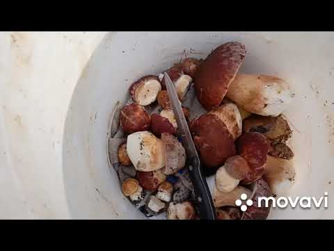 Видео: За белыми грибами на велосипеде. Лесная кухня.