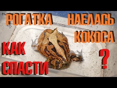 Видео: Закупорка кишечника у рогатки: что делать?