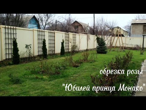 Видео: Обрезка розы "Юбилей принца Монако" флорибунда