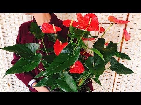 Видео: АНТУРИУМ почему НЕ ЦВЕТЕТ ❓ УХОД ❗ цветок Мужское счастье