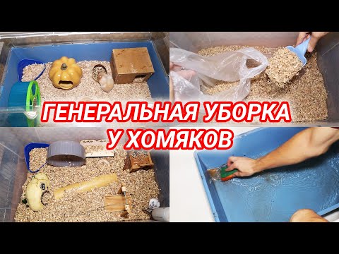 Видео: Генеральная уборка у хомяков в клетке. Как убирать у хомяка (сирийского и джунгарского)