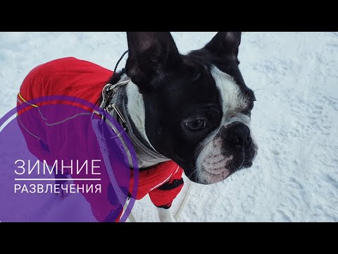 Видео: Катание с собакой на санках/зимние забавы с бостон-терьером
