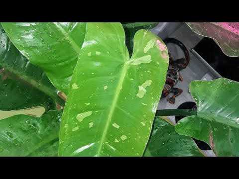 Видео: КОМНАТНЫЕ РАСТЕНИЯ(ЦВЕТЫ).ФИЛОДЕНДРОНЫ.