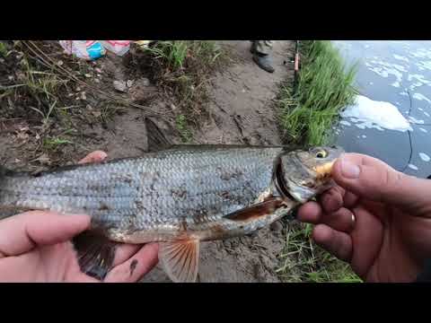 Видео: Ловля сырти (вимбы). Снова на реке Луга.