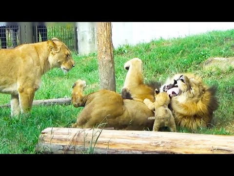 Видео: Папа-лев играет на спине с детёнышами🤣 мама мягко рычит😆