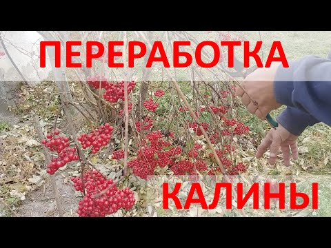 Видео: МАРМЕЛАДНЫЙ ДЖЕМ ИЗ КАЛИНЫ