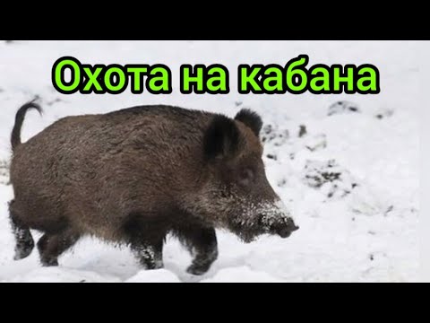 Видео: Охота на кабана. Добыли секача.