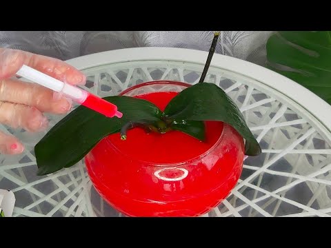 Видео: Замочите ОРХИДЕЮ в ЭТОМ для СПАСЕНИЯ и КОРНИ ВЫРАСТУТ новые ЖИРНЫЕ после ПОЛНОЙ ЗАЧИСТКИ