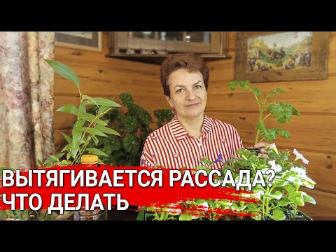 Видео: ВЫТЯГИВАЕТСЯ РАССАДА? - что делать