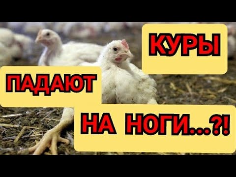 Видео: ✔Это Поможет Вашей Птице❗Птица Падает на Ноги❗/Чем Лечу и Что Помогает?//Бройлеры Сели на Ноги.