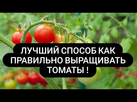 Видео: Как сажать вырастить томаты за 2 месяца ЛЕГКО!
