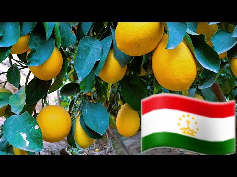 Видео: ✅️ СУПЕР ЛИМОН ДАР ТАДЖИКИСТАНА РАЙОН КУМСАНГИР 2024