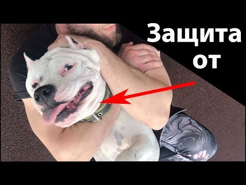 Видео: Что Делать Когда нападает СОБАКА?