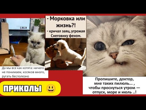 Видео: Хвостатый интуит предсказал падение сосиски смешные приколы веселые картинки 😃 и котики 