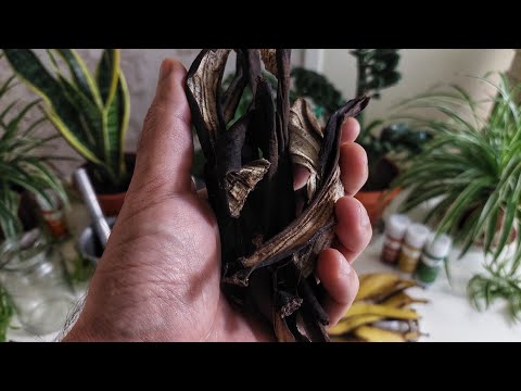 Видео: ХОНА ГУЛЛАРИ УЧУН ТЕКИН ВА ТАББИЙ ОЗУКА. Банандан Хона гуллари учун зор озука таёрлимиз.