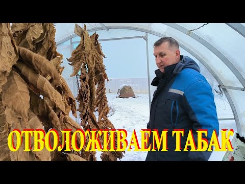 Видео: ТАБАК в парнике зимой. Распилили на стеллажи весь пиломатериал. Наша жизнь в деревне