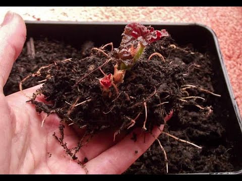 Видео: КАК ПРОБУДИТЬ ЛУКОВИЦУ БЕГОНИИ.