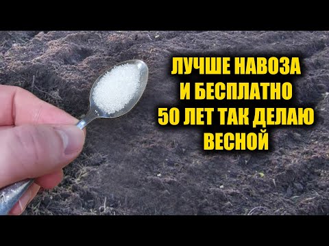 Видео: 1 Ложка на ведро воды и земля как новая! Пролейте этим землю весной для обильного урожая всего!