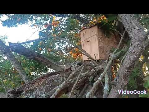 Видео: проверка ловушек спустя 3 неделю по третьему маршруту (удачно)