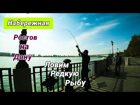 Видео: Клёвая Рыбалка на Набережной Ростова на Дону. Впервые Поймал Такую Рыбу. Топовая Наживка.