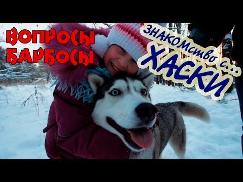 Видео: Кто такие Хаски. Мифы и реальность о породе