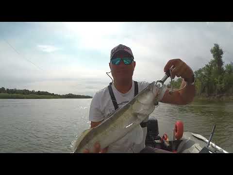 Видео: Ловля судака и щуки на р Дон в августе Клюет толька самая наглая рыба
