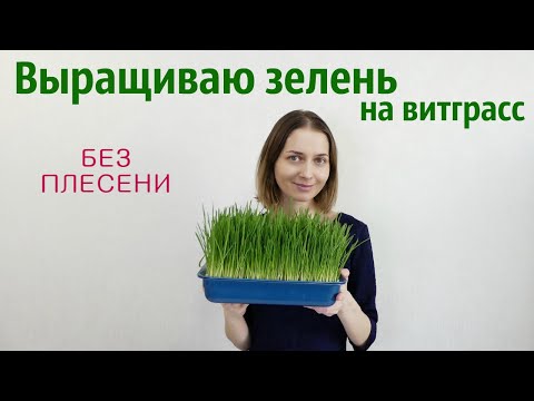 Видео: Витграсс из овса. Выращиваю овес на зелень и делаю из него зеленый коктейль.
