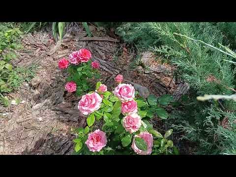 Видео: Троянди малечі
