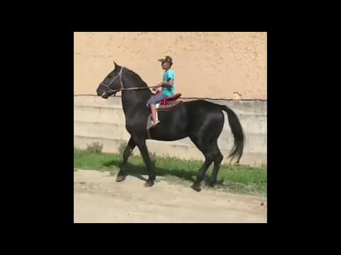 Видео: НООКАТТЫН КУЧТУУ АТТАРЫ😱,АЛАМАН УЛАКТЫН АТТАРЫ.