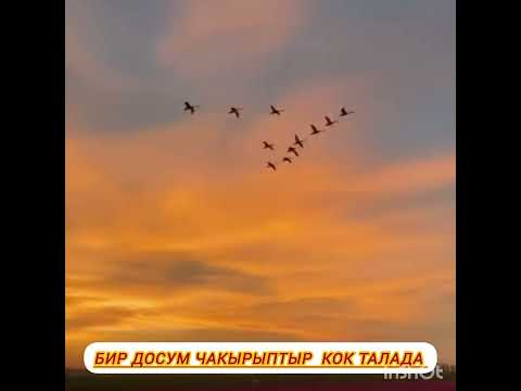 Видео: Бир досум чакырыптыр Кок таалага