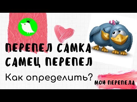 Видео: Перепел самка. Самец перепел. Как определить пол у перепелов? МОИ перепела