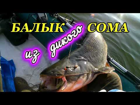 Видео: БАЛЫК ИЗ ДИКОГО!!! СОМА.