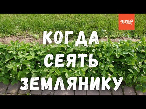 Видео: Преимущества весенней и летней посадки земляники | Земляника на рассаду - когда сеять