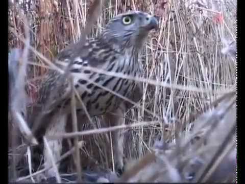 Видео: Ни пуха ни пера (Эпизод 6)