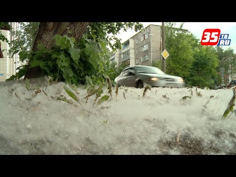 Видео: «Тополиный пух, жара, июнь…»: Череповец завалило пухом тополей