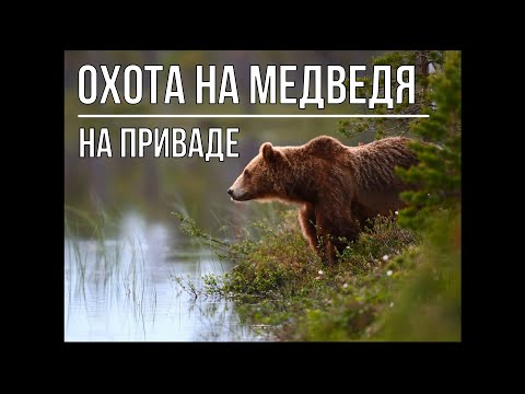 Видео: ОХОТА НА МЕДВЕДЯ на приваде.