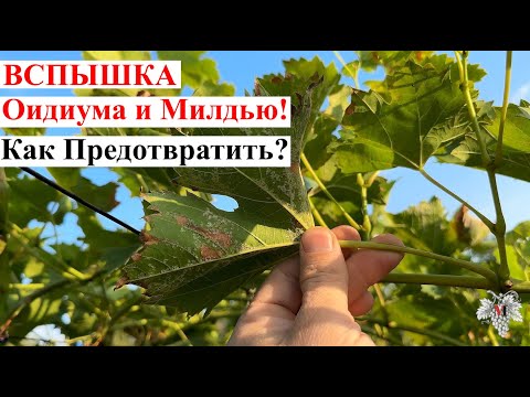 Видео: ВСПЫШКА ОИДИУМА и МИЛДЬЮ Винограда! Как ПРЕДОТВРАТИТЬ?