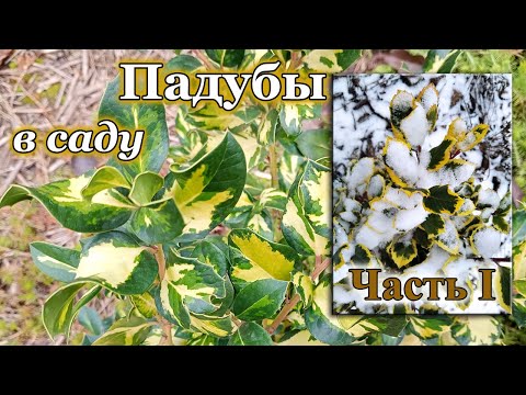 Видео: Падубы в моем саду. Виды, сорта, выращивание. Часть 1.