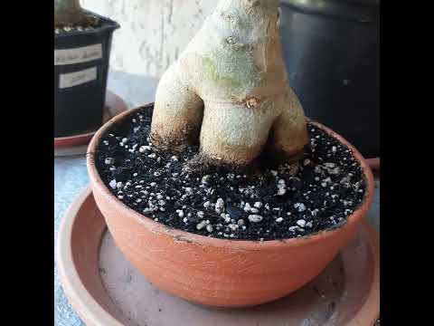 Видео: Адениумы/Зачем нужна обрезка ?/ Немного об уходе