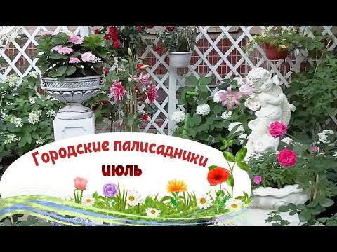 Видео: Городские палисадники. Цветы июля.