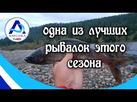 Видео: Крупный хариус. Одна из лучших рыбалок этого сезона.