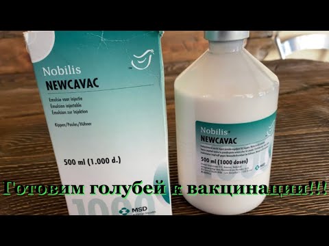 Видео: Готовим голубей к вакцинации!!!