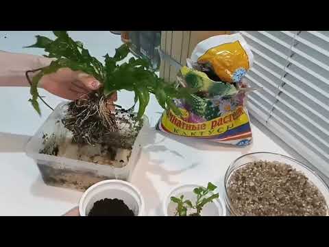 Видео: НАГЛЯДНО: высаживаю аквариумные растения на земле